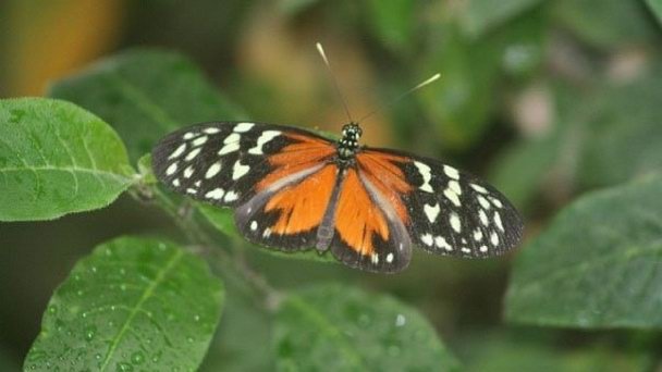 Сад бабочек в Шлосспарке